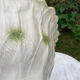 Salad bowl Vintage chicory