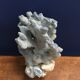 Corail bleu ancien