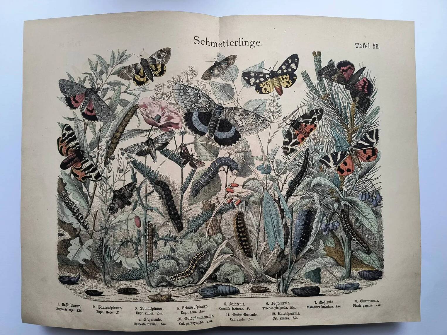 Set of 4 antique butterfly engravings (19th century lithographs)