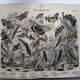 Set of 4 antique butterfly engravings (19th century lithographs)