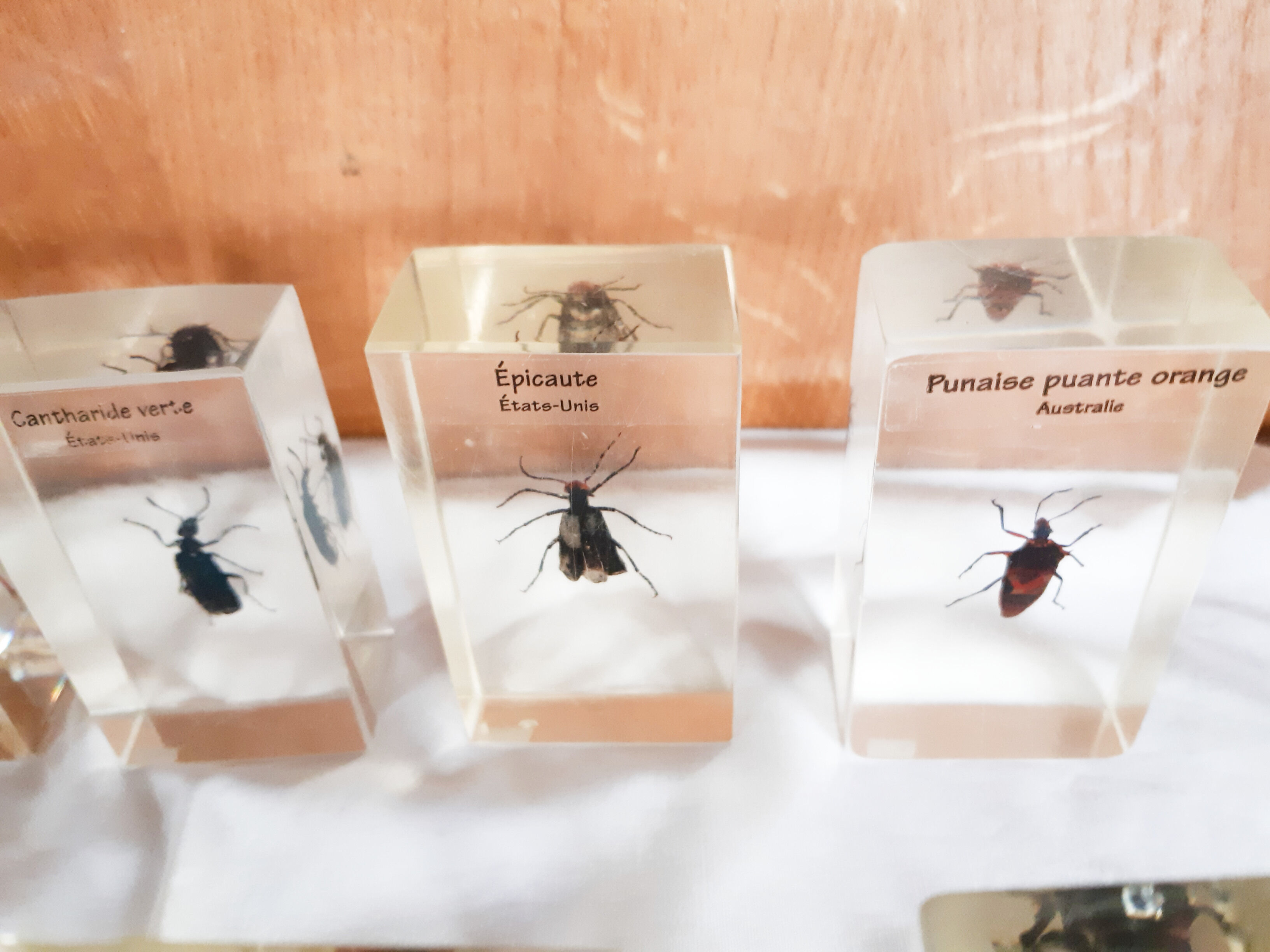Lot de 10 véritables insectes en inclusion de résine