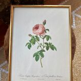 Lithograph PJ Redouté
