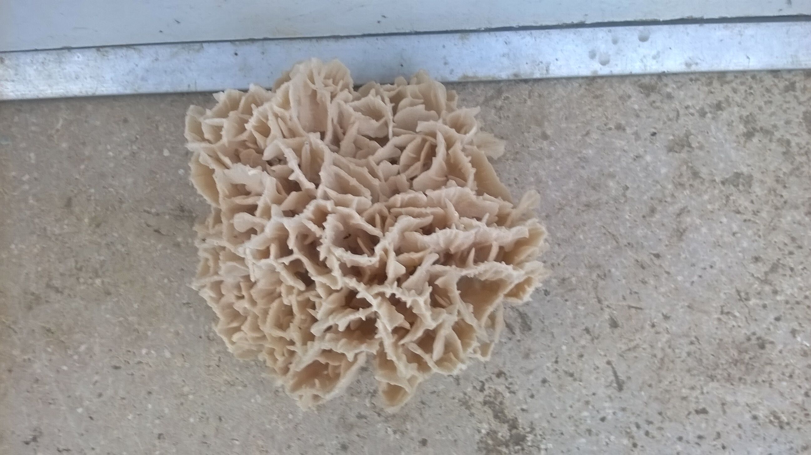 Vintage pacific coral