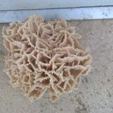 Vintage pacific coral