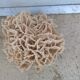 Vintage pacific coral