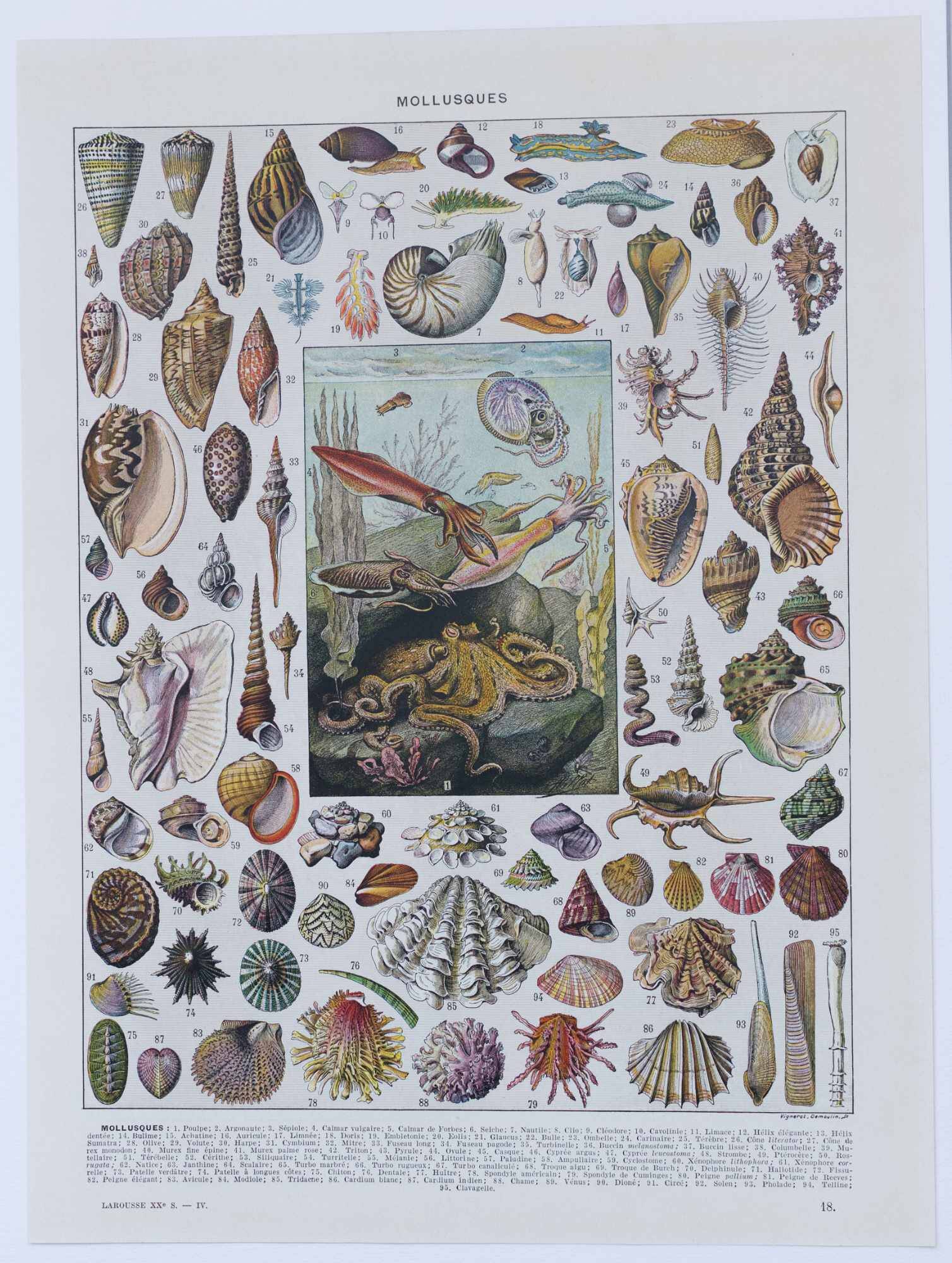 Journey to the Heart of Molluscs, illustrated plate and ancestral techniques