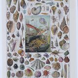 Journey to the Heart of Molluscs, illustrated plate and ancestral techniques