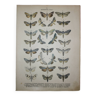 Lithographie ancienne de Papillons - Gravure de 1887 - Scrophulariae