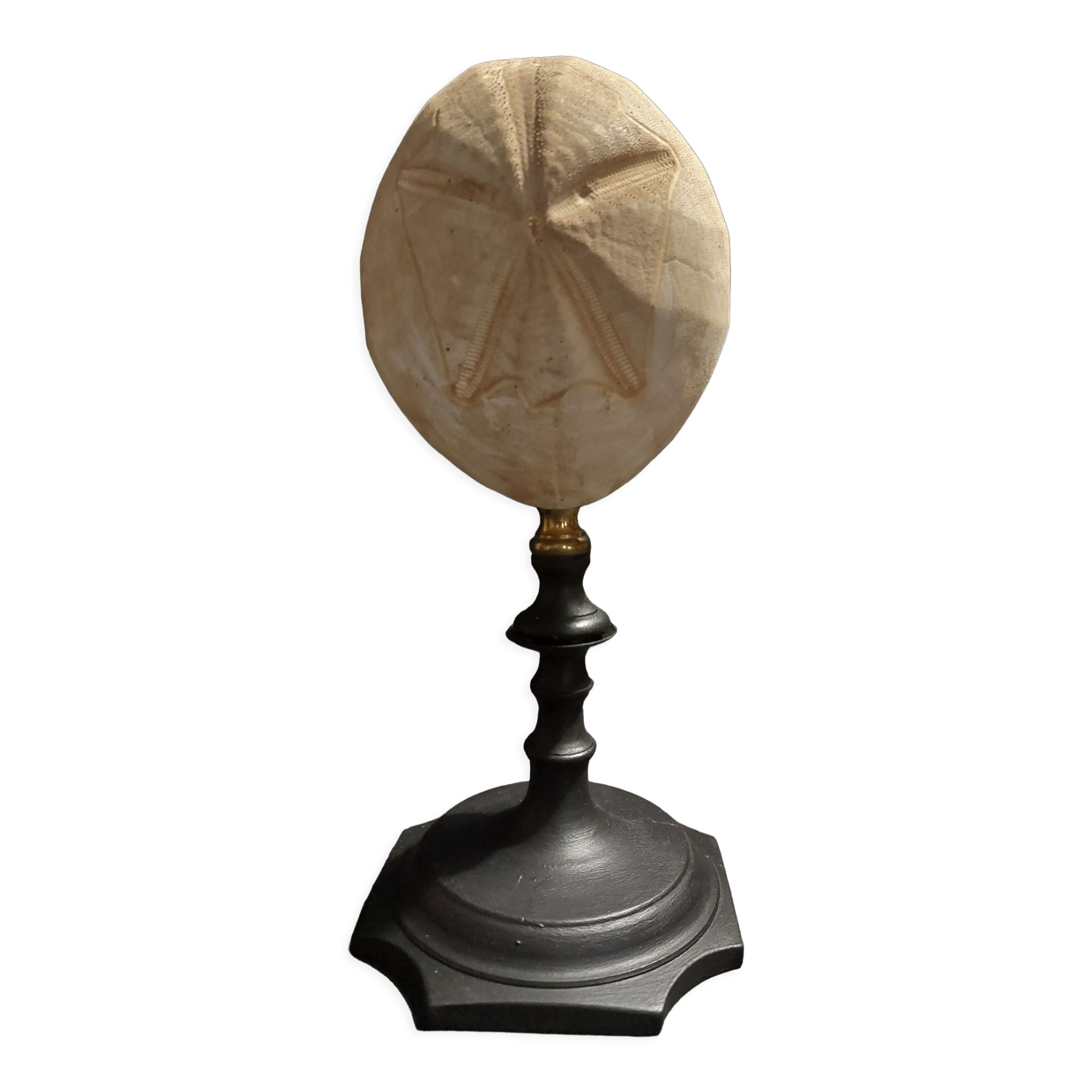 Cabinet of Curiosities sea urchin brissus unicolor on base