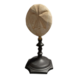 Cabinet of Curiosities sea urchin brissus unicolor on base