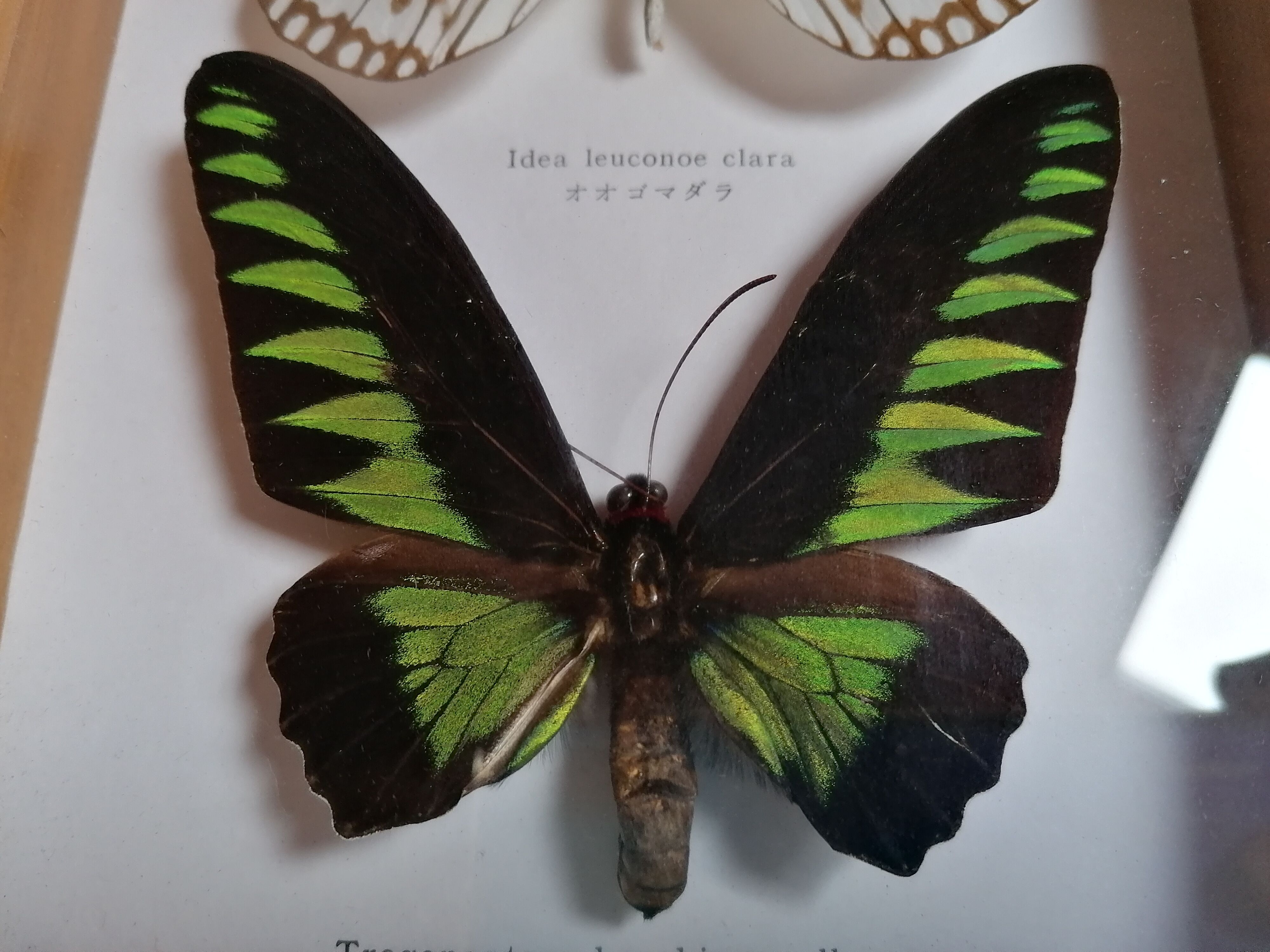 Butterflies taxidermy