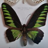 Butterflies taxidermy