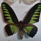 Papillons taxidermie