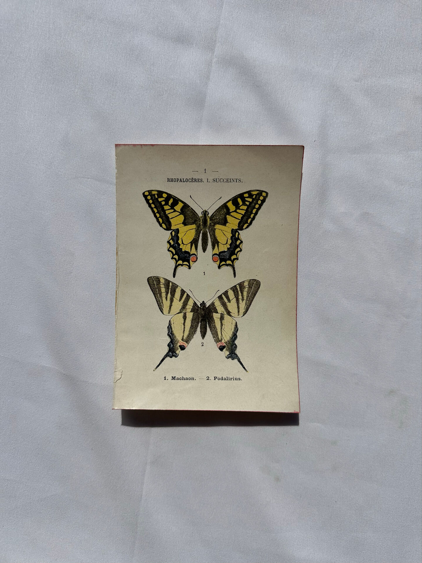 Gravure naturaliste  Papillon 19eme affiche botanique originale 1800