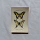 Gravure naturaliste  Papillon 19eme affiche botanique originale 1800