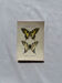 Gravure naturaliste  Papillon 19eme affiche botanique originale 1800