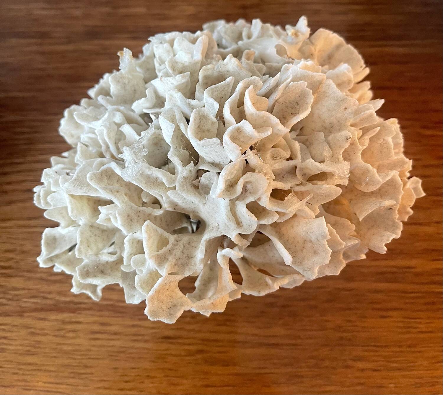 Ancient coral