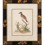 12 hand-coloured ornithological engravings from 1740 by George Edwards.