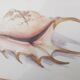 Watercolor signed Romey