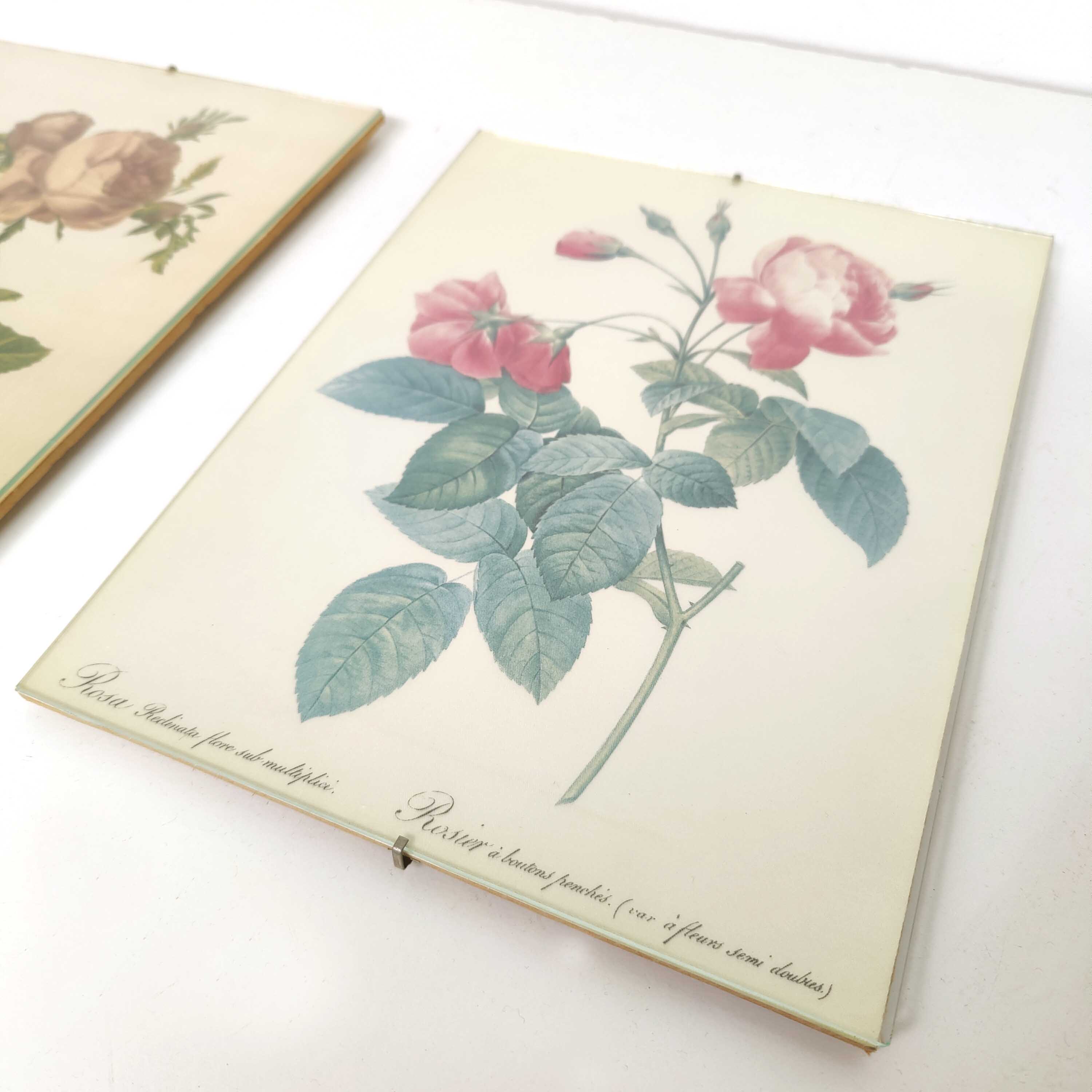 Lot 2 Frames botanical illustration flower rose