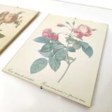 Lot 2 Frames botanical illustration flower rose