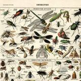 Gravure ancienne - 1923 - Insectes utiles et nuisibles par A. Millot