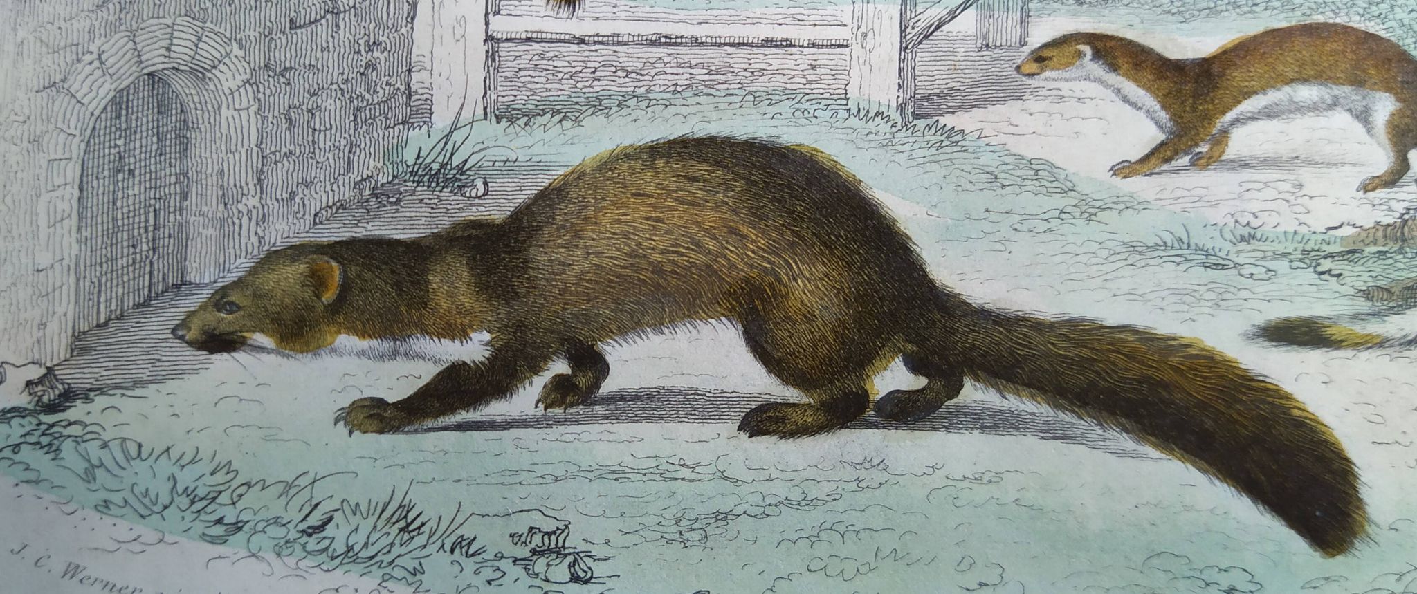 Original zoological plate "Marten, Marten, Weasel, Ermine" - Buffon 1840