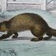 Original zoological plate "Marten, Marten, Weasel, Ermine" - Buffon 1840
