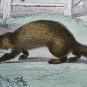 Original zoological plate "Marten, Marten, Weasel, Ermine" - Buffon 1840