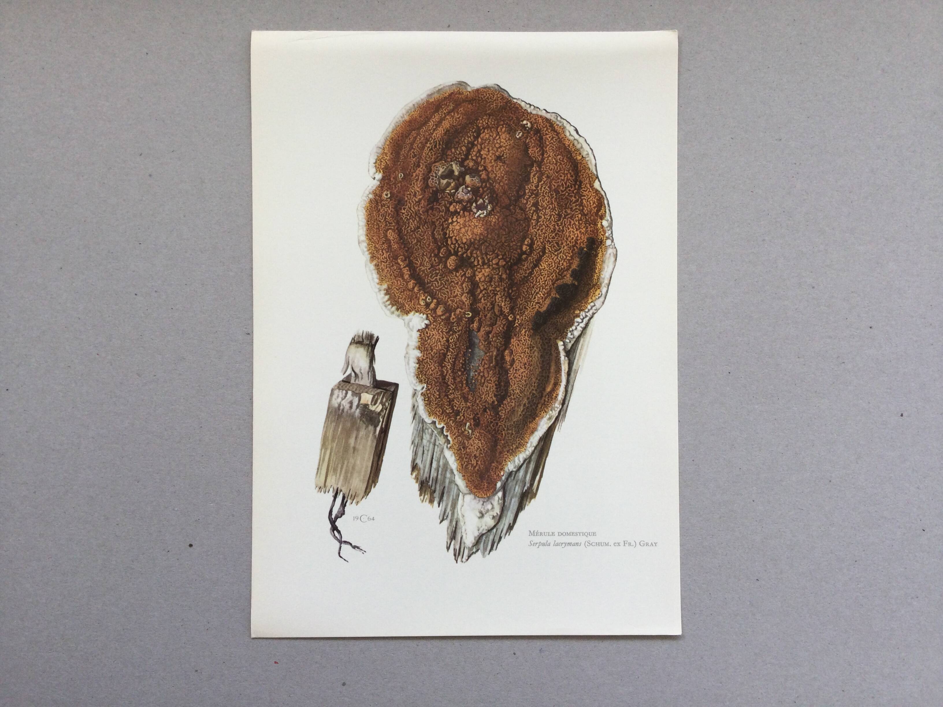 Polypore Mushroom Botanical Illustration. Vintage Print from the 60s.