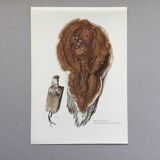 Polypore Mushroom Botanical Illustration. Vintage Print from the 60s.