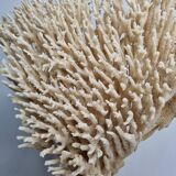 Antique large natural coral on turned wooden base, 45 cm