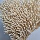 Antique large natural coral on turned wooden base, 45 cm