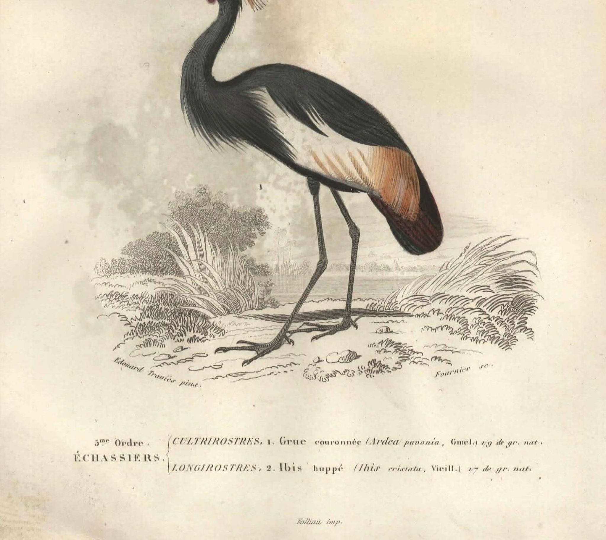 Gravure ancienne 1849 - Grue Couronnée par , Afrique, marais, parade