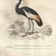 Antique engraving 1849 - Crowned Crane, Africa, marsh, parade