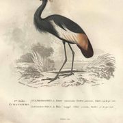 Gravure ancienne 1849 - Grue Couronnée par , Afrique, marais, parade