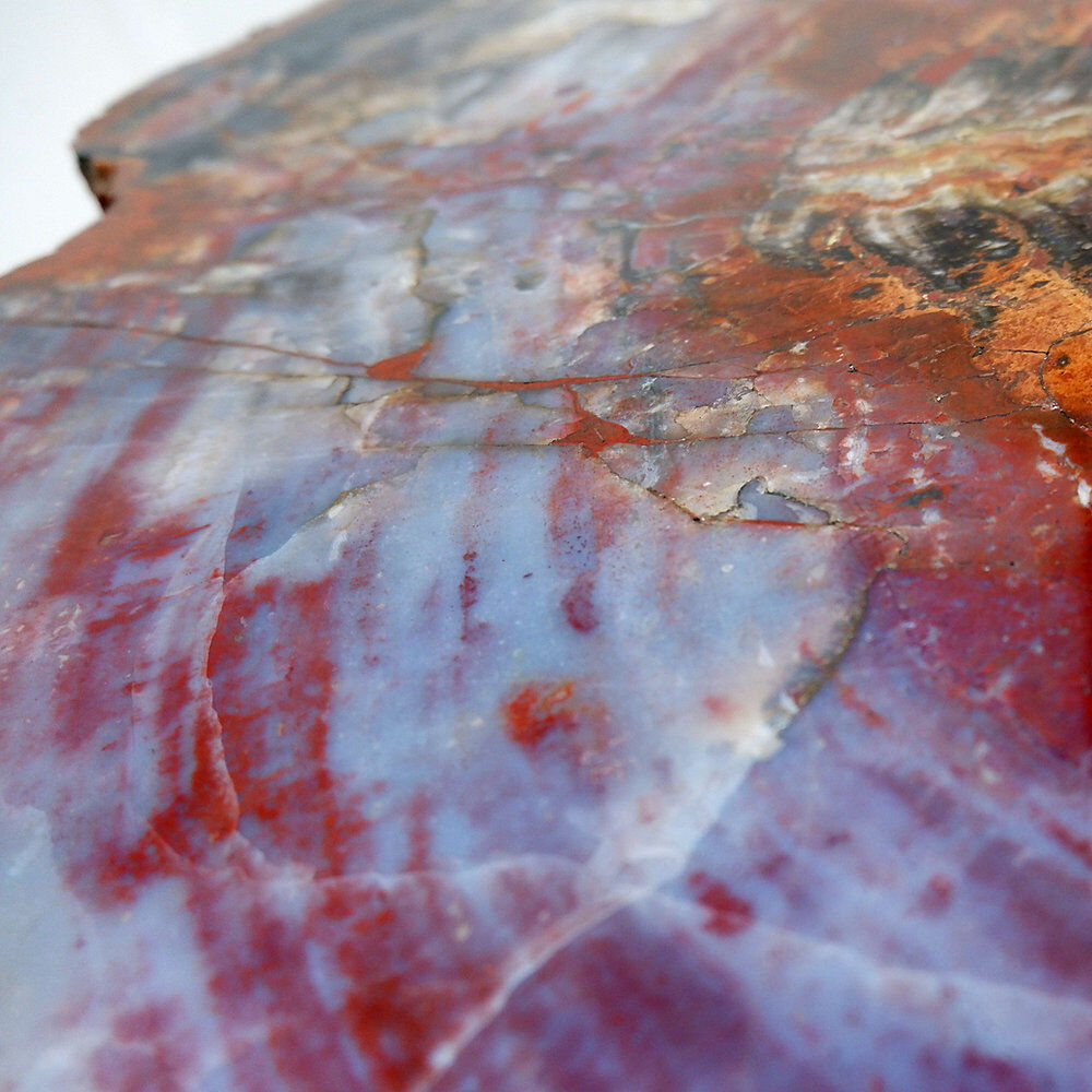 Red petrified wood coffee table from Arizona: 114x88cm