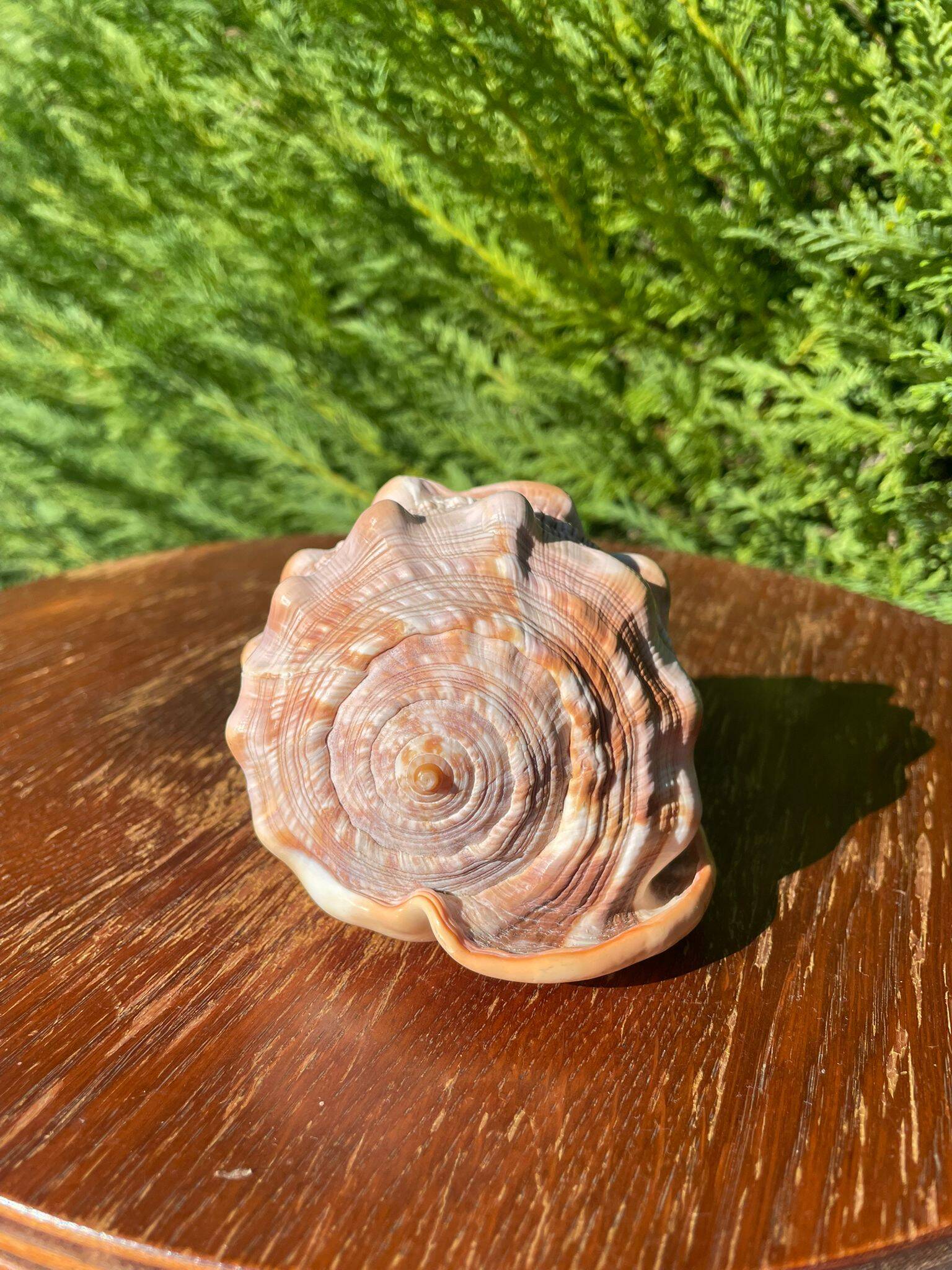 Large seashell: Cypraecassis rufa