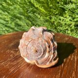 Large seashell: Cypraecassis rufa