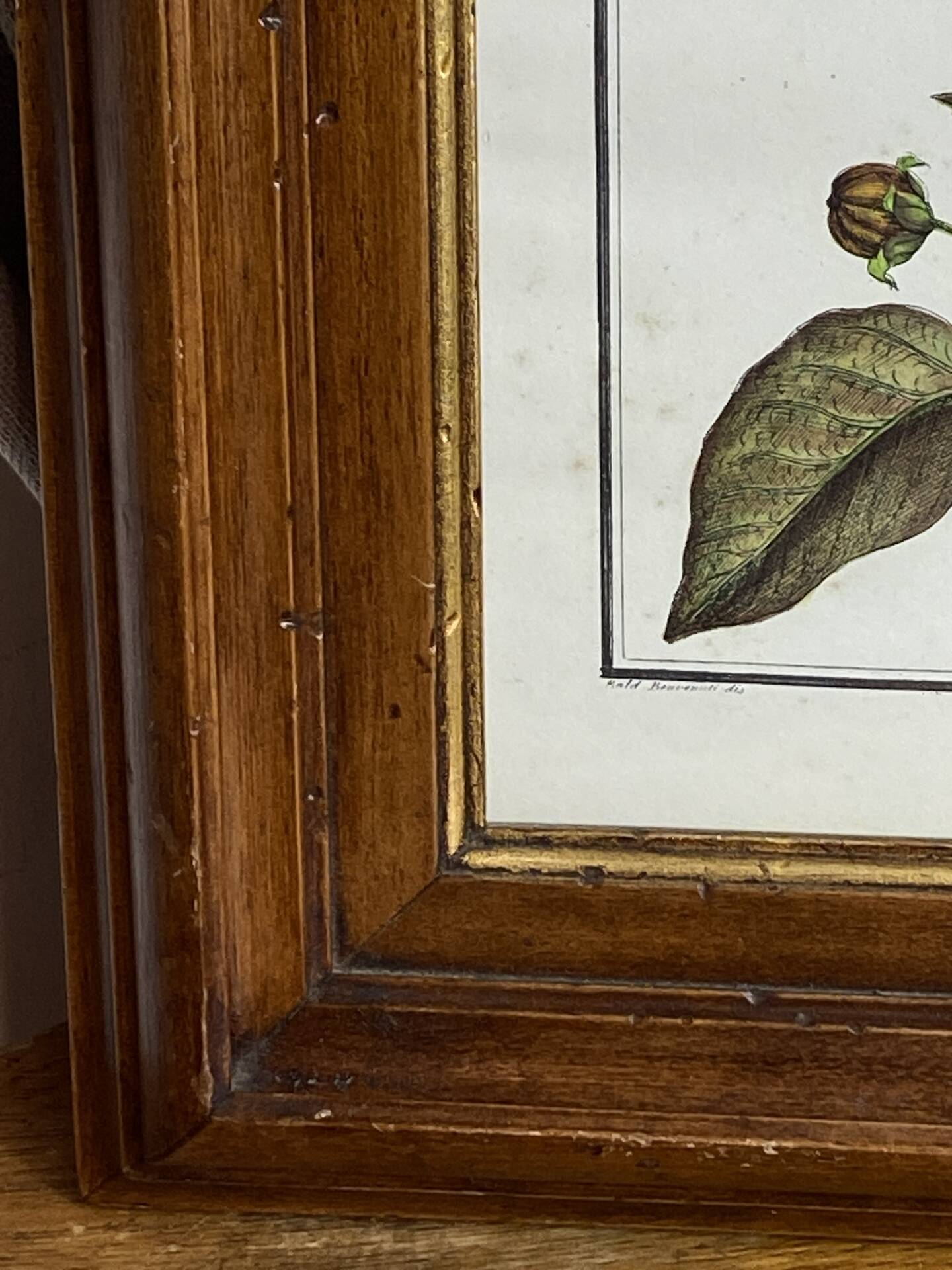 Framed botanical print, Atropa Belladonna