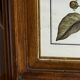 Framed botanical print, Atropa Belladonna