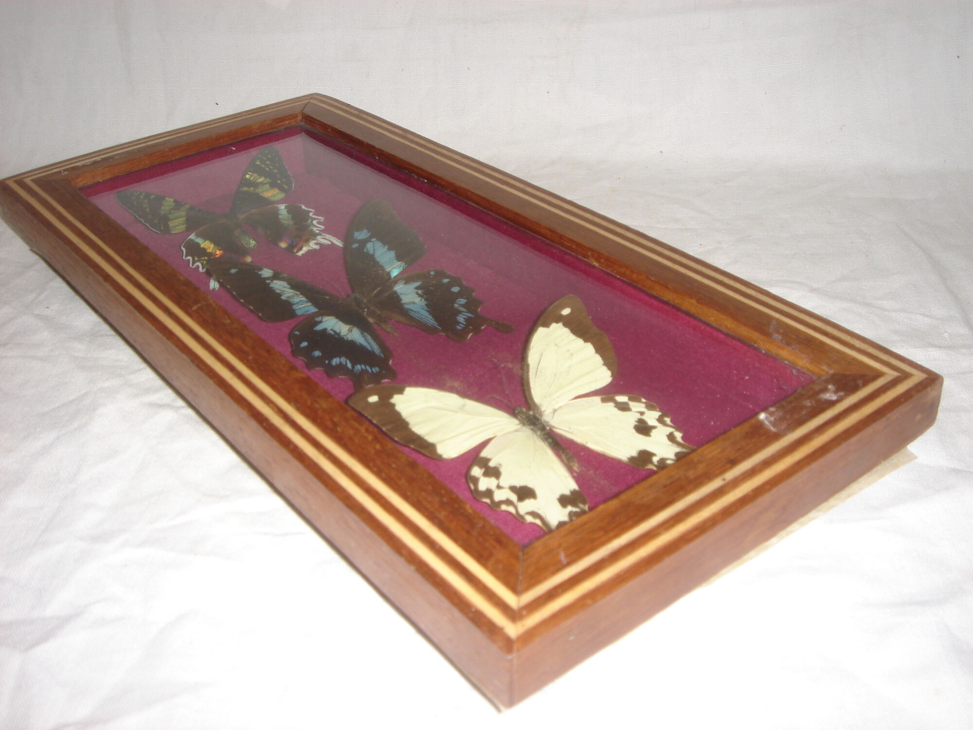 3 butterflies naturalized madagascar under frame wood & glass