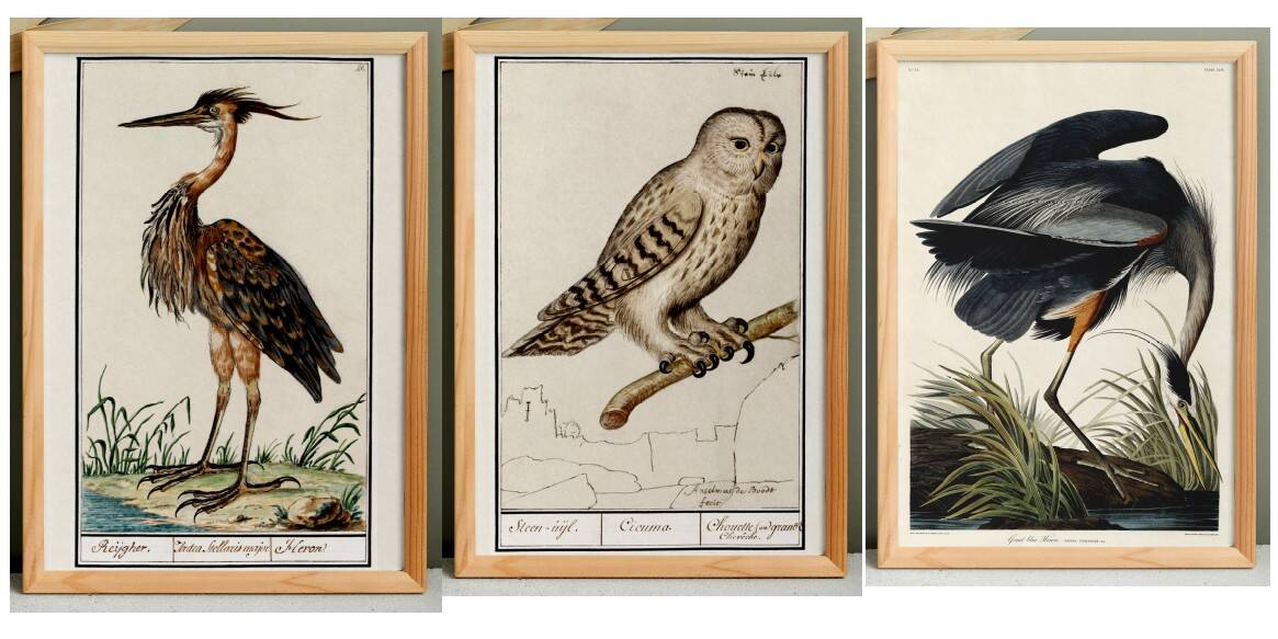 Set of 3 posters on birds, based on old engravings.