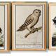 Set of 3 posters on birds, based on old engravings.