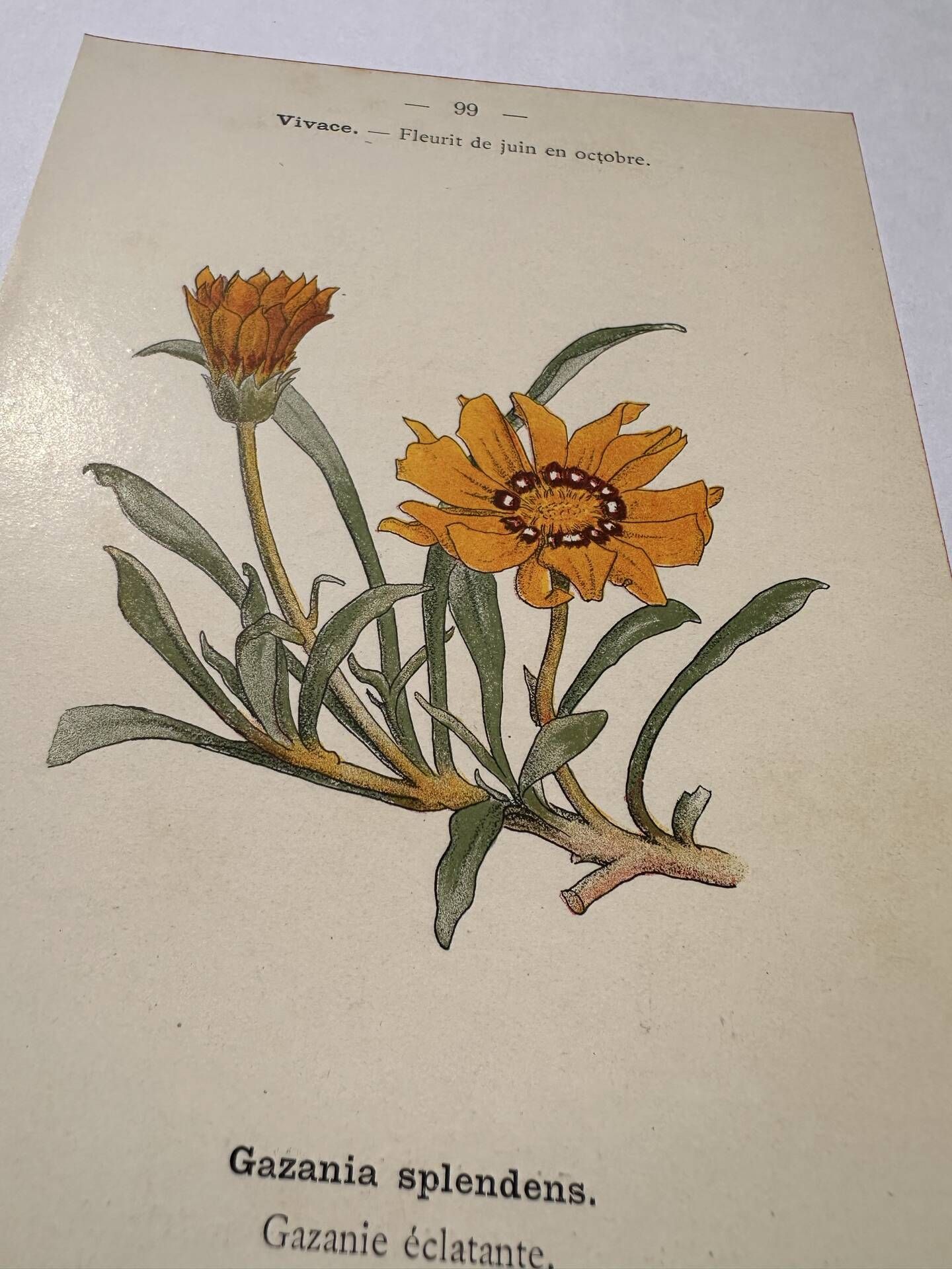 Botanical engraving 19th century naturalist poster French flower wine