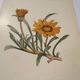 Botanical engraving 19th century naturalist poster French flower wine