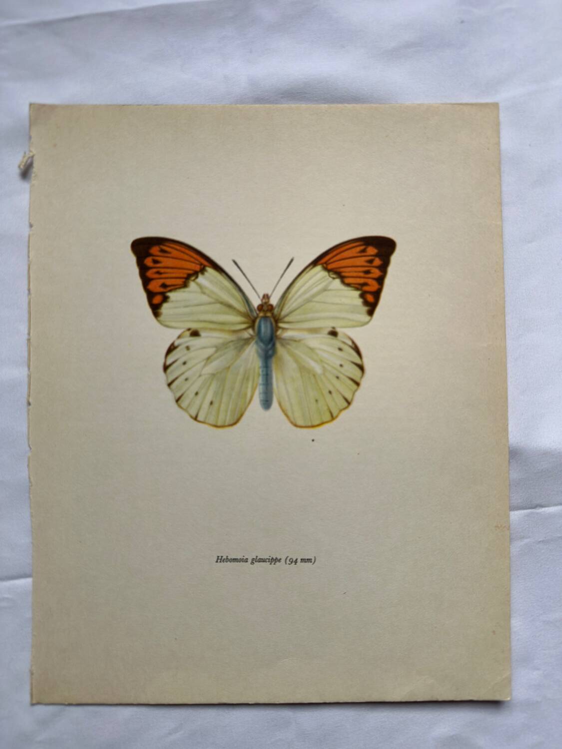 Old butterfly engraving botanical poster zoo litho decor