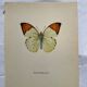 Old butterfly engraving botanical poster zoo litho decor