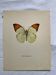 Old butterfly engraving botanical poster zoo litho decor