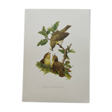 Old bird plate from the 1960s - Willow Warbler - Zoological and ornithological illustration